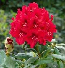 Rododendron Różanecznik ERATO 50 cm 55 zł