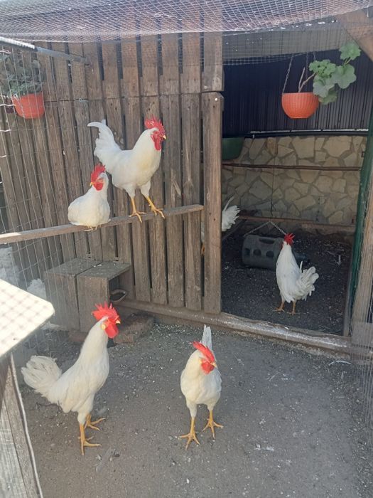 Casais e Galos  Raça Leghorn