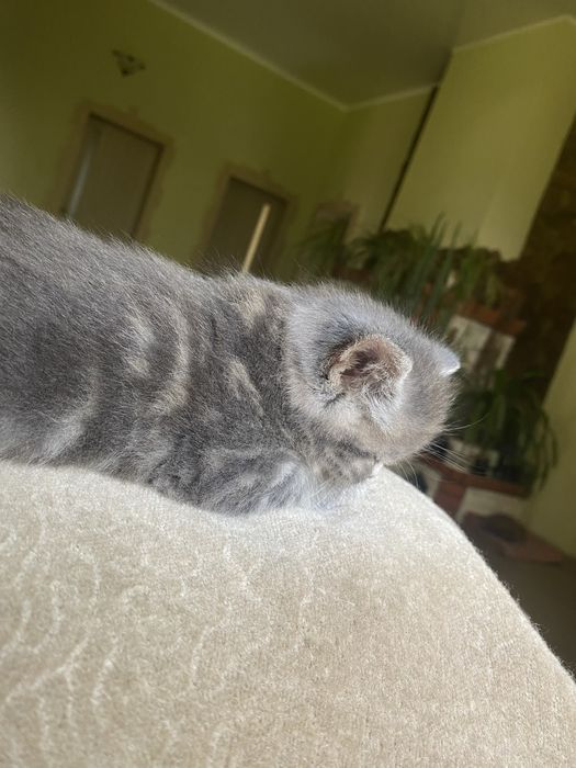 Британьскі котята