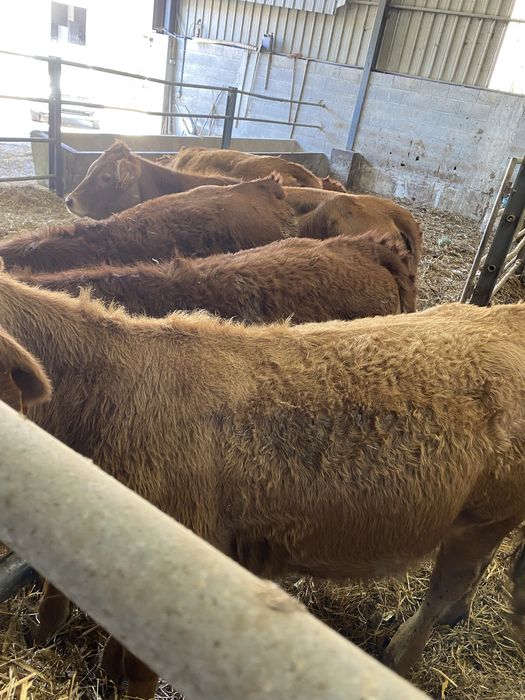 Lote de Vitelas cx de limousines