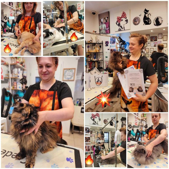 Szkolenie  i seminarium z pielęgnacji Kota