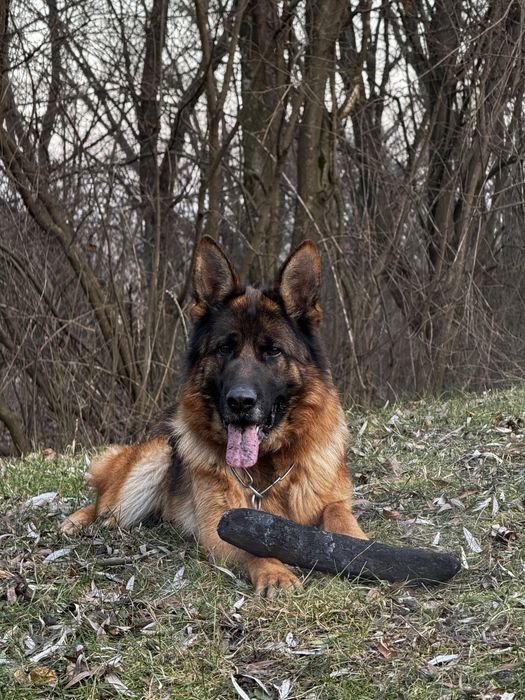 Цуценята німецької вівчарки