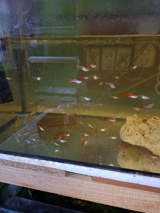 Gupik koi  samce i samce