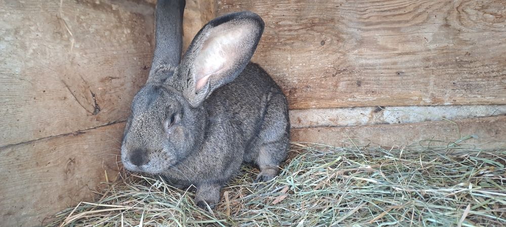 Króle mieszańce po olbrzymach belgijskivh