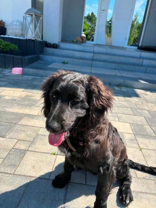 Bella w typie cocker spaniel