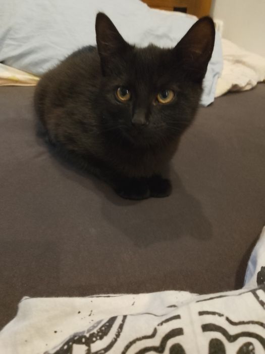 Oddam małą kotkę.