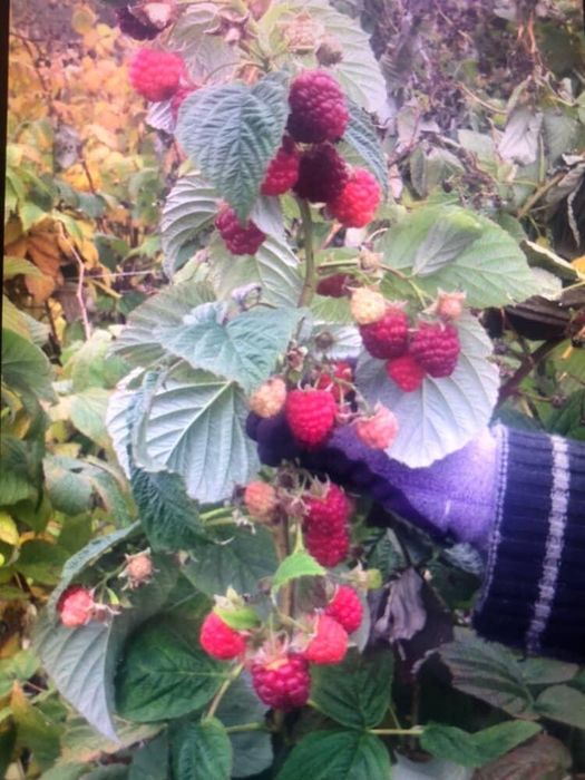 Саджанці малини великі ягоди