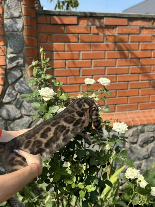 Бенгал бенгальский кот вязка с документами