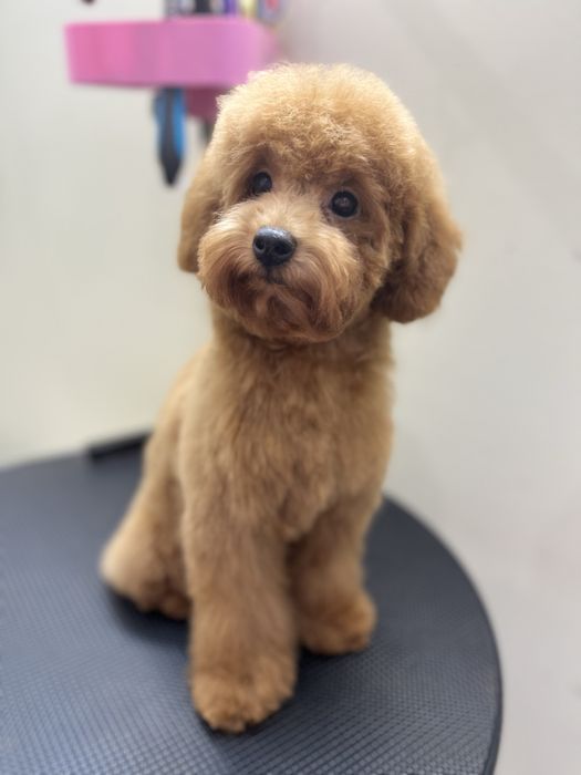 Стрижка собак та котів  зоолавка vorona