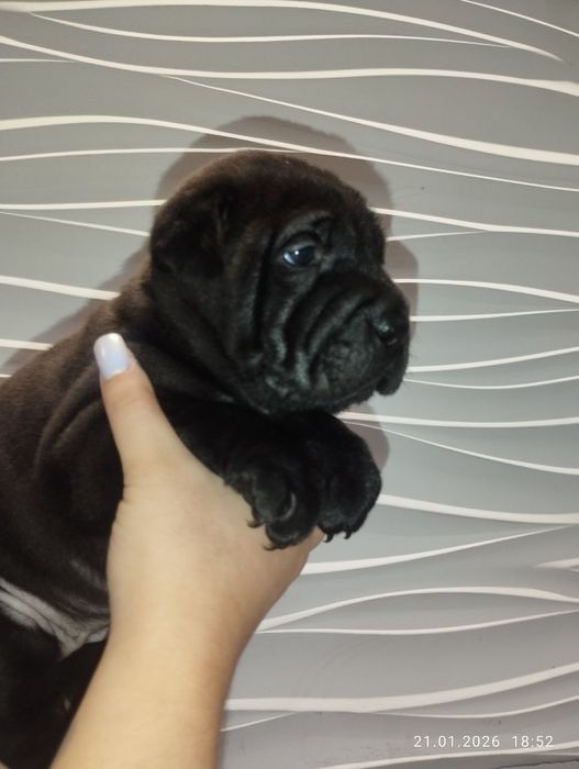 Метисы Шарпея белый мальчик  2 девочки