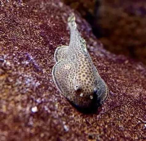 Cudaczek Przylga Chińska