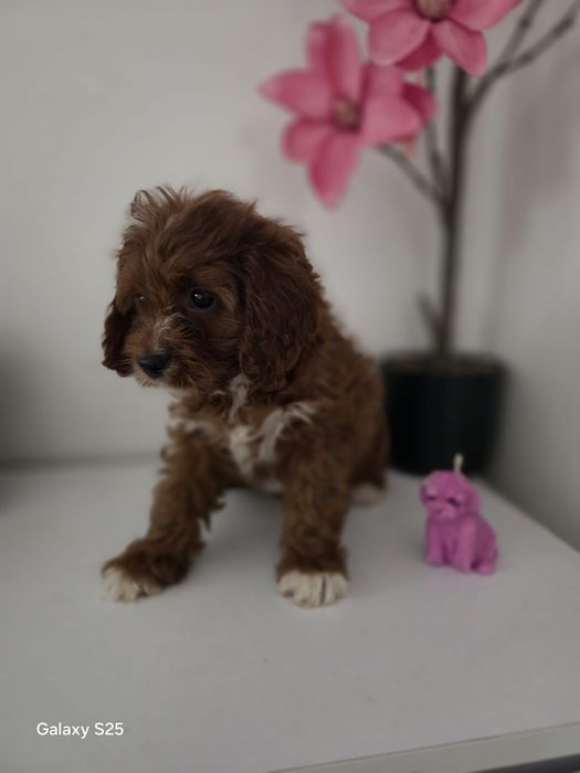 Cavapoo urocza dziewczynka !