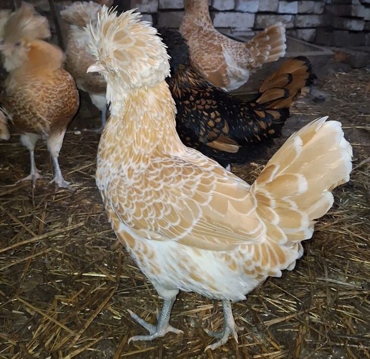 Kogut, jajka,  legbar cream,  czubatka polska czarna i wielbłądzia