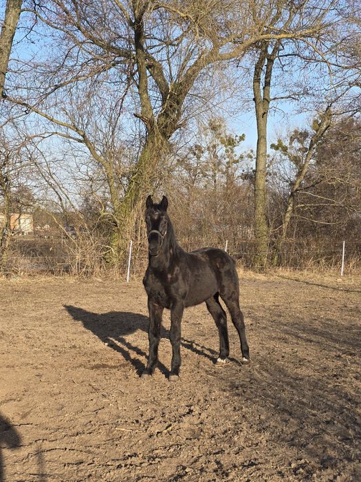 Ogier śląski roczny