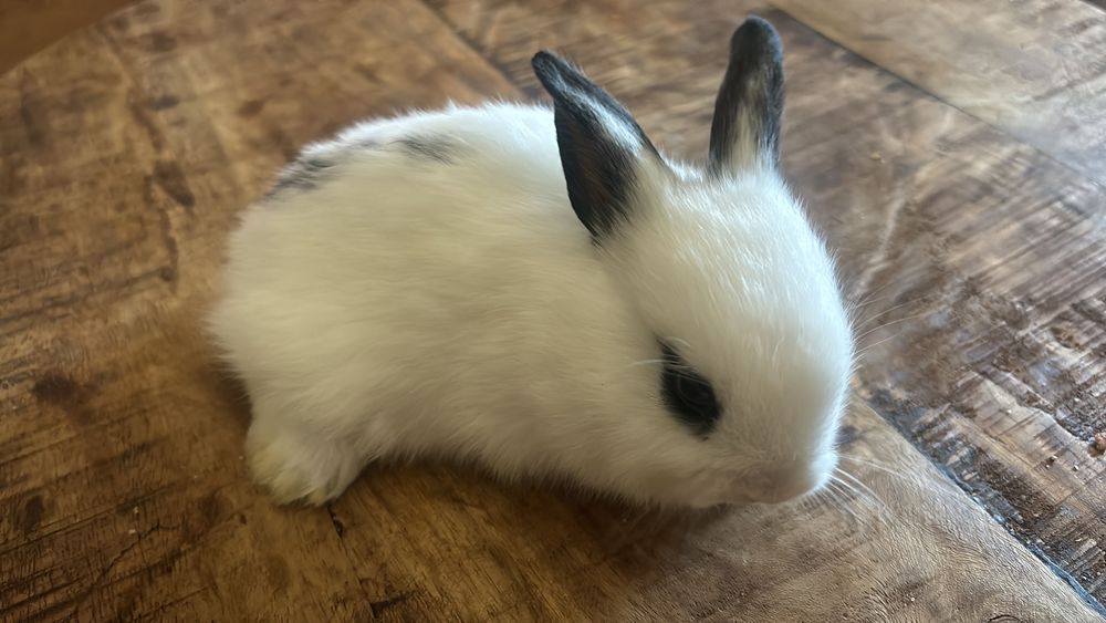 Coelhos anões bebes