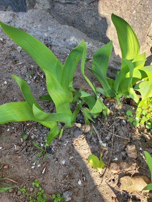 Irys sadzonki , kłącza