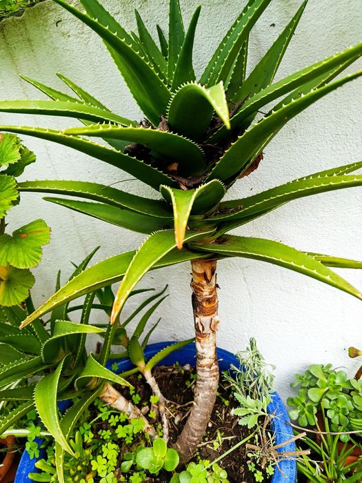 Suculentas de várias espécies