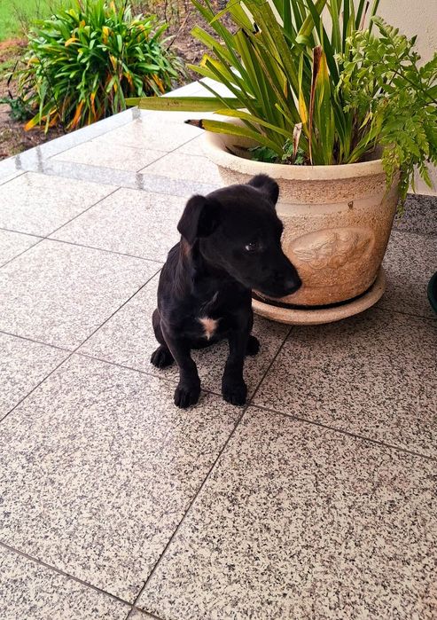 Cadelinha porte pequeno