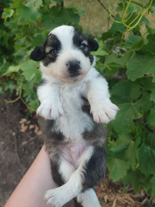 Відаємо цуценя  хлопчика