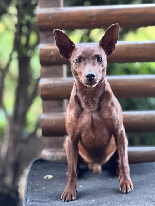 Вязка Цвергпинчер