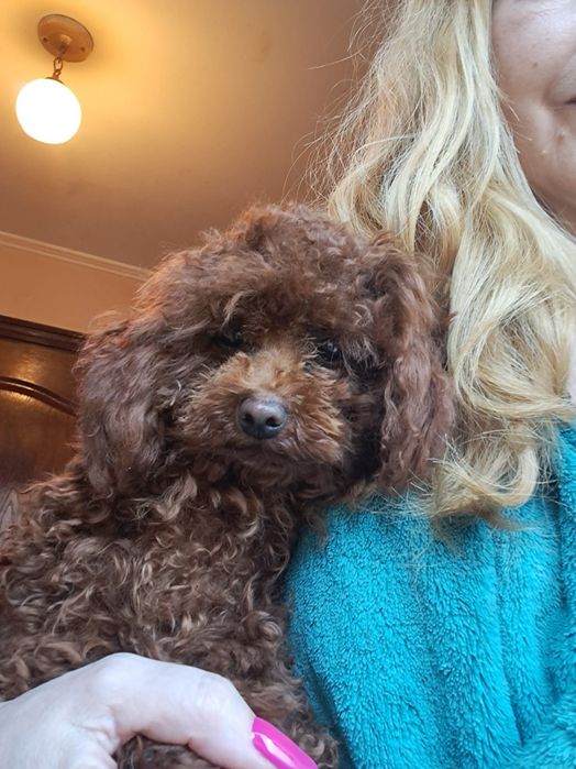 Той пудель, редбраун, батьки Китай,підрощенний 6міс.