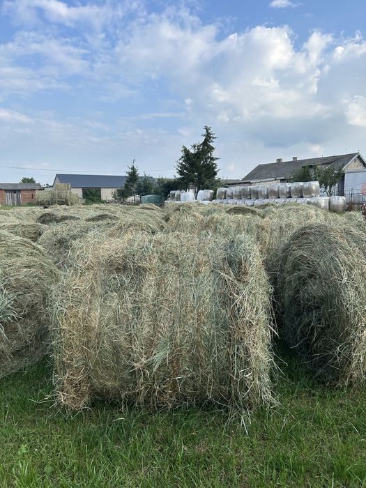 Siano i sianokiszonka