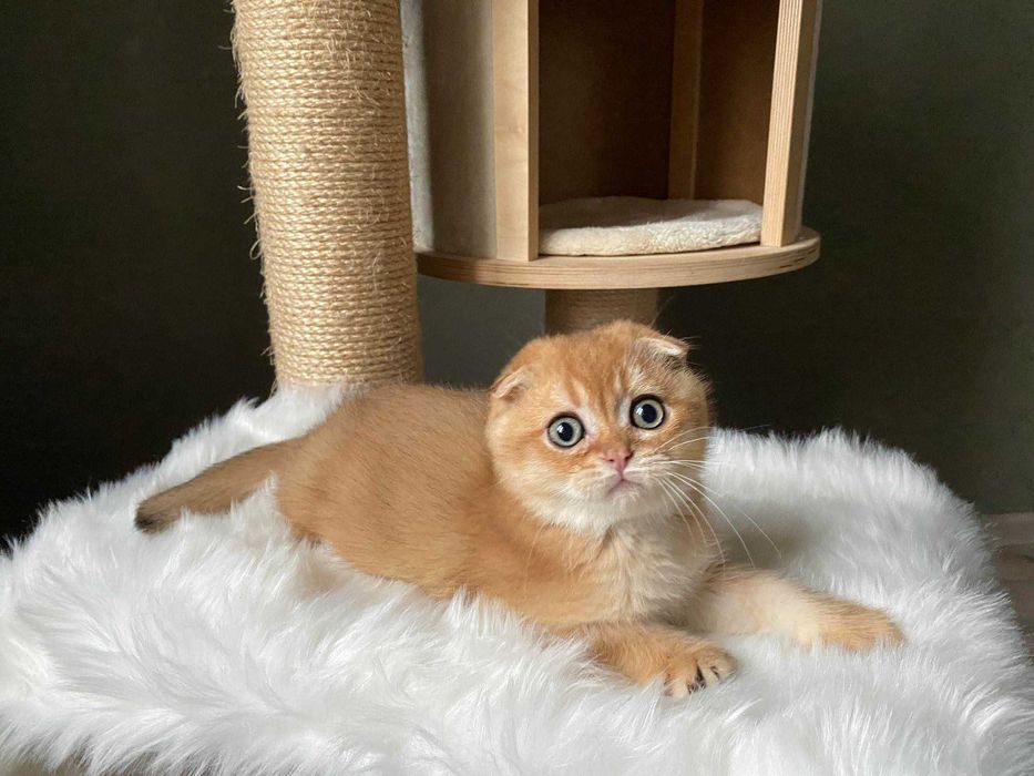 Яркий золотистый фолдик