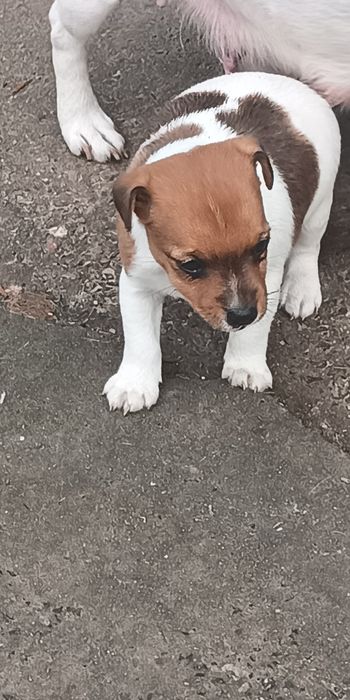 Джек Рассел тер'єр