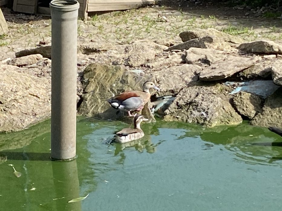 Cyraneczki czerwonoramienne kaczki ozdobne samce