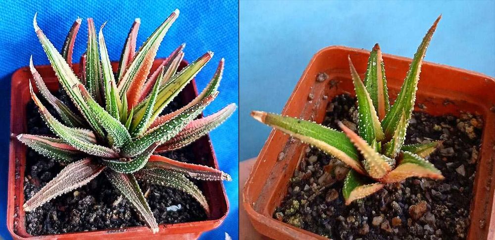 Редкие кактусы и суккуленты