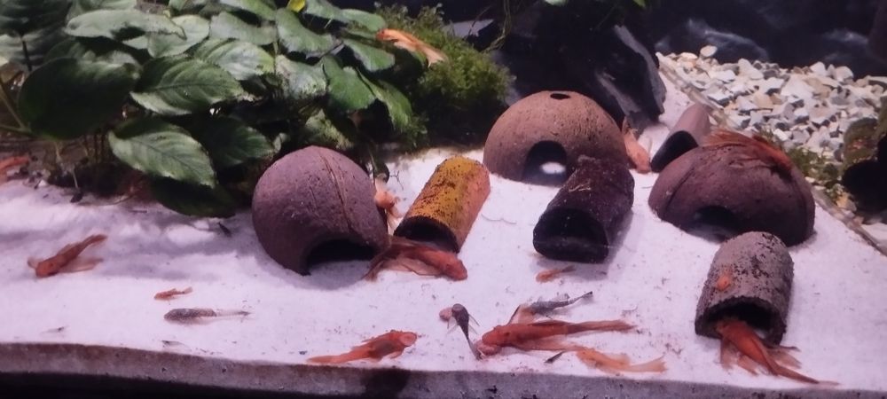 Glonojad Red weloniaste