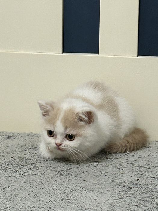 Kocurek Brytyjski Krótkowłosy, Kremowy Arlekin