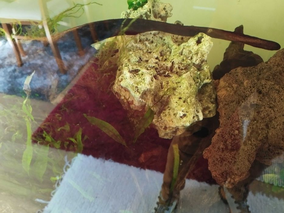 Descida preço Aquário aquatlantis com 1,5 metros