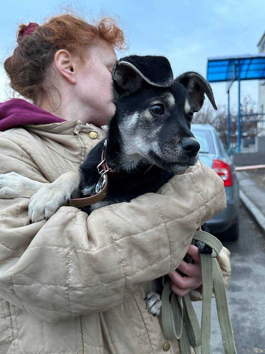 Цуценя Джессі, 5 місяців, невеличка дівчинка шукає дім.
