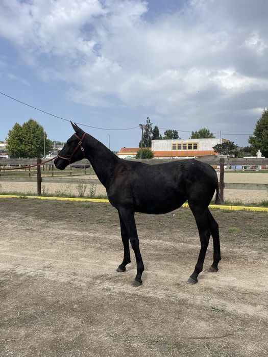 Poldra Puro Sangue Lusitano, filha do Oxalá Plus