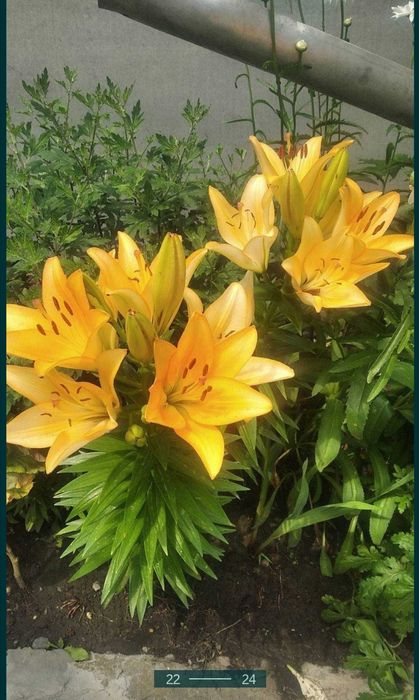 Дом в Пирятині, Полтавська обл