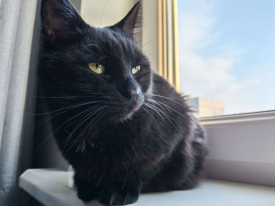 Кузя терміново шукає дім! SOS