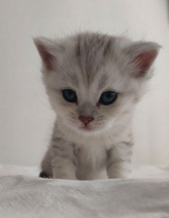 Кошеня шотландське