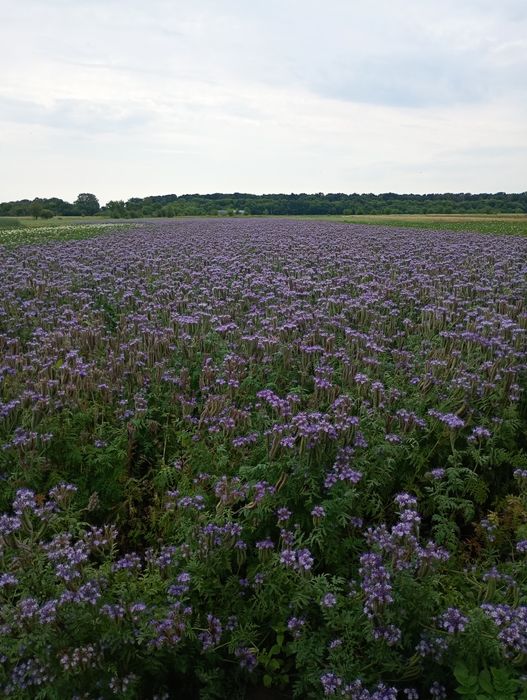 Продам насіння фацелії