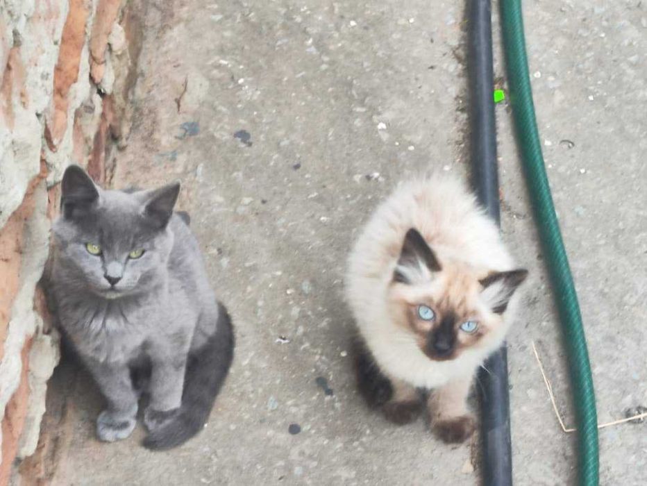 Коти ,Невськая маскарадна