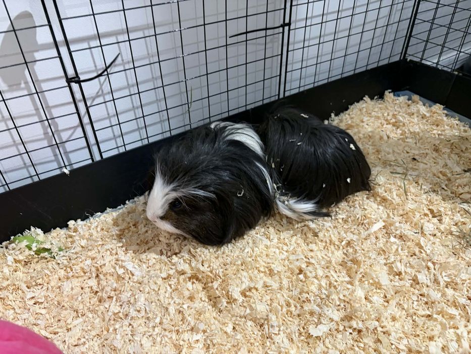 Oddam dwie świnki morskie