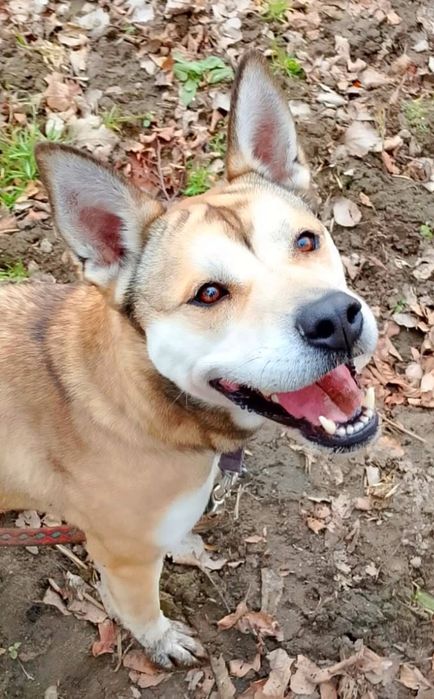 Rachel -sunia do adopcji