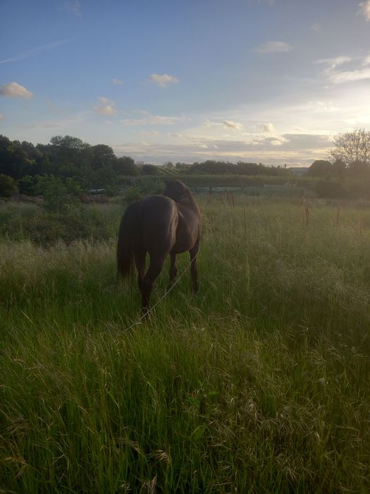 Vendo cavalo 10 anos