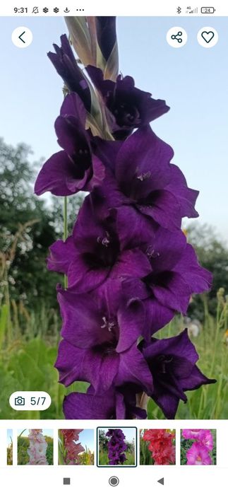 Гладіолуси великоквіткові