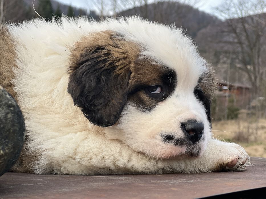 Маленька дівчинка сенбернар