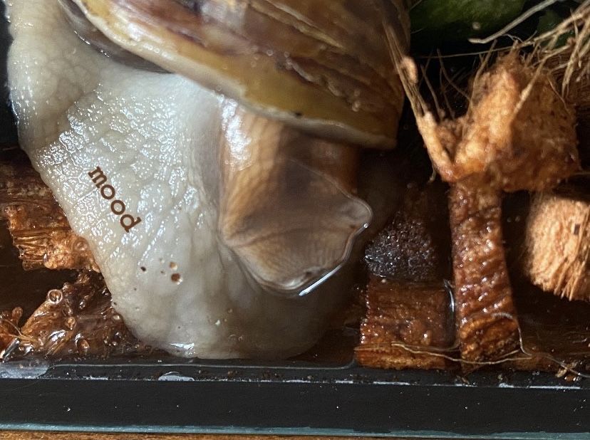 Ślimak afrykański archachatina marginata ovum