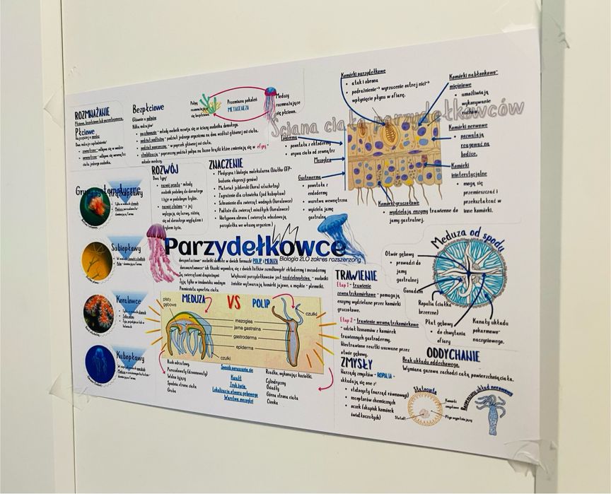 A4 plakat parzydełkowce 2 liceum biologia zakres rozszerzony