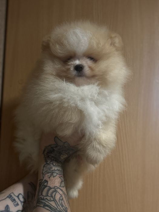 шикарний Хлопчик шоу класу