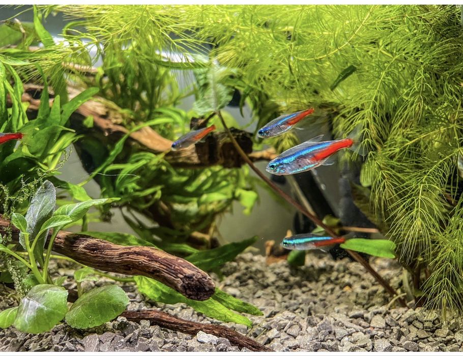 Akwarium 25 l Diversa pełny zestaw LED Plant WiFi Aquael