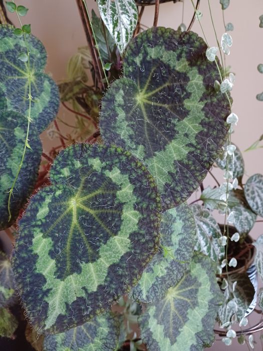 Begonia zestaw liści